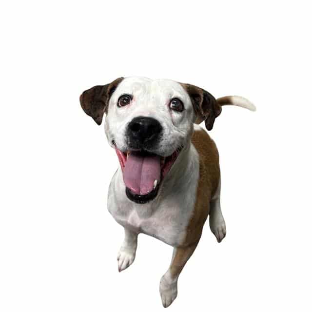 WAYRA, adoptable dog