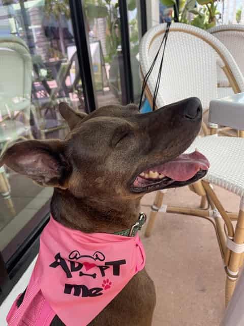 TARA, adoptable dog