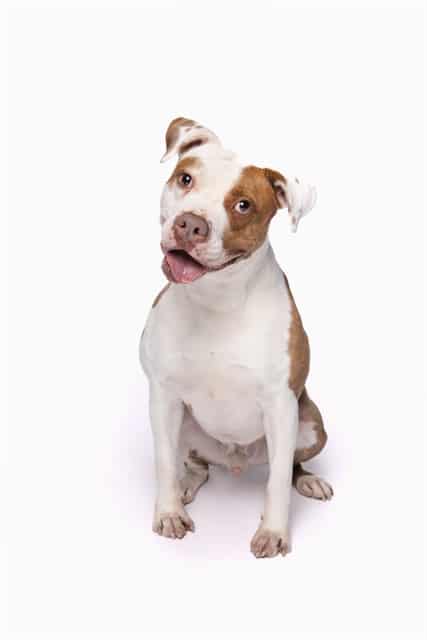 DAB, adoptable dog