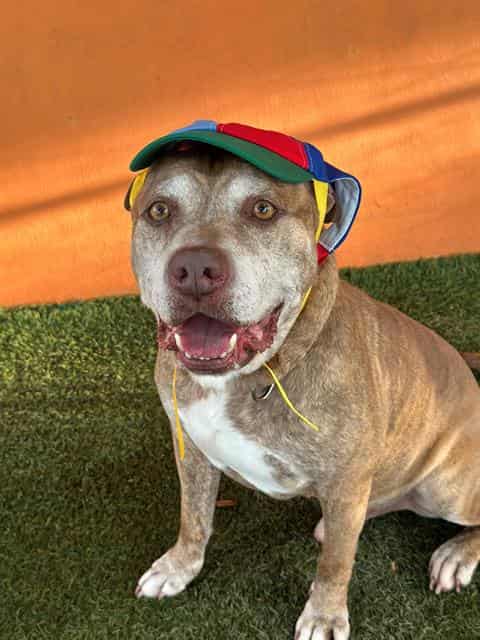 TERRANCE, adoptable dog