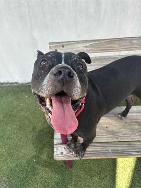 PAUL, adoptable dog