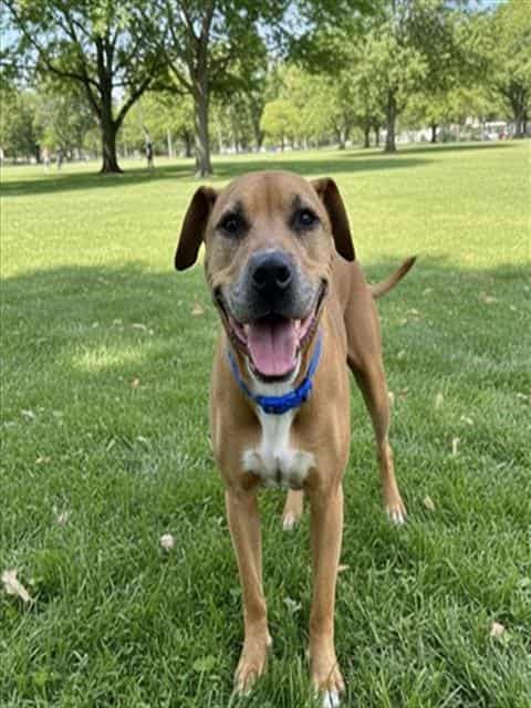 BUNNY, adoptable dog