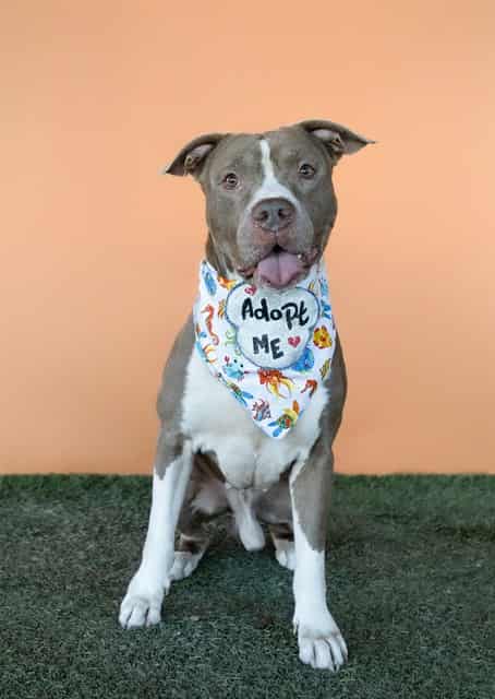 HUDSON, adoptable dog