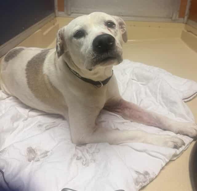 CHESTER, adoptable dog