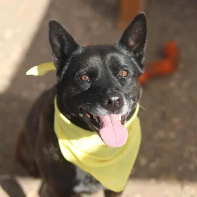 Photo of Violet, adoptable senior dog in San Antonio, Texas