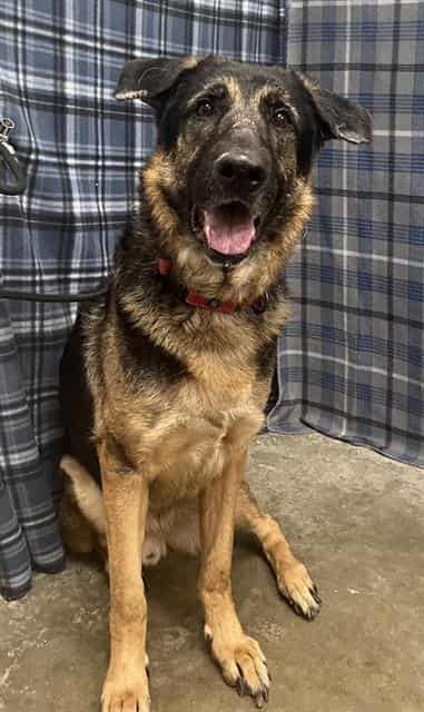 COLT, adoptable dog