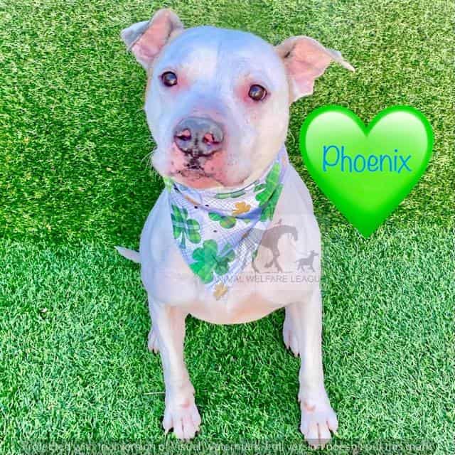 PHOENIX, adoptable dog