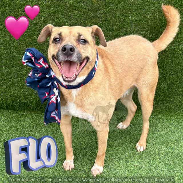 FLO, adoptable dog
