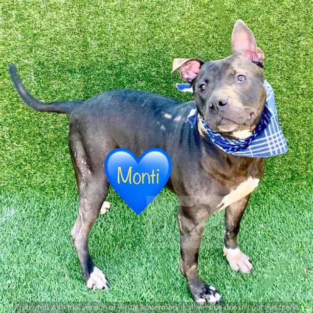 MONTI, adoptable dog