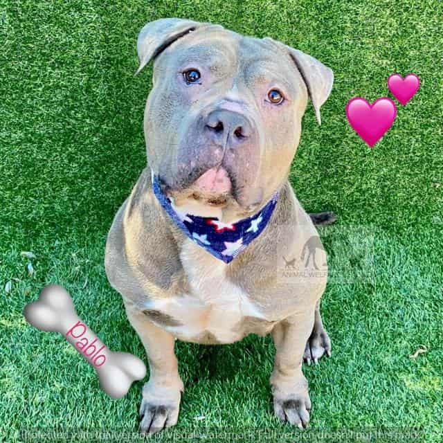 PABLO, adoptable dog