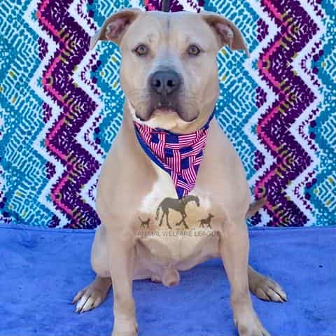BENSON, adoptable dog