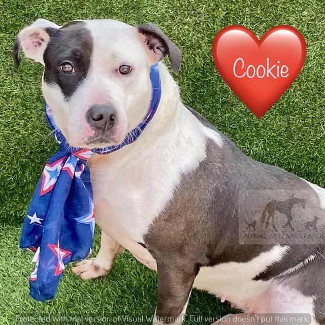 COOKIE, adoptable dog
