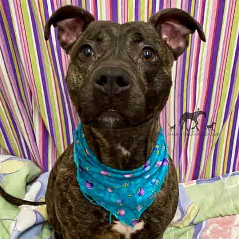 NORI, adoptable dog