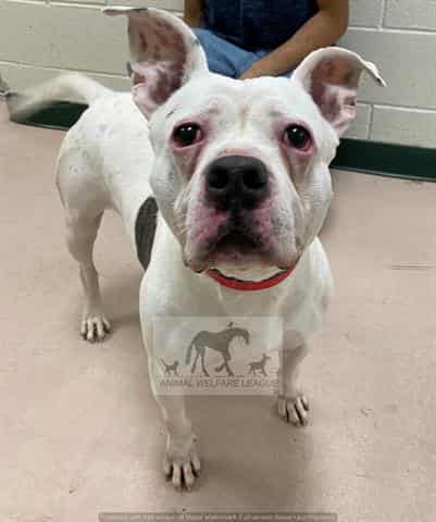 HENRY, adoptable dog