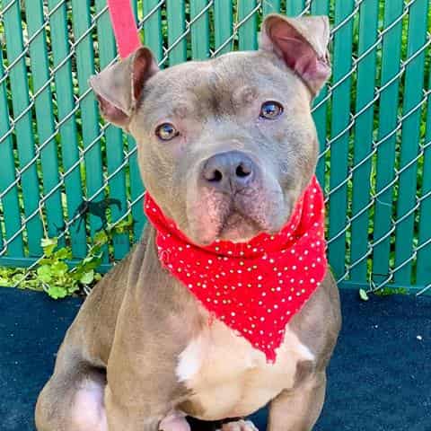 AZUL, adoptable dog