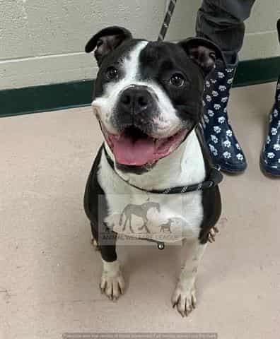 FLARE, adoptable dog