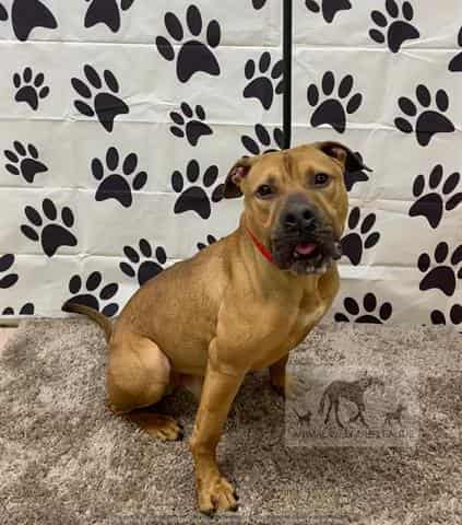 BABY, adoptable dog