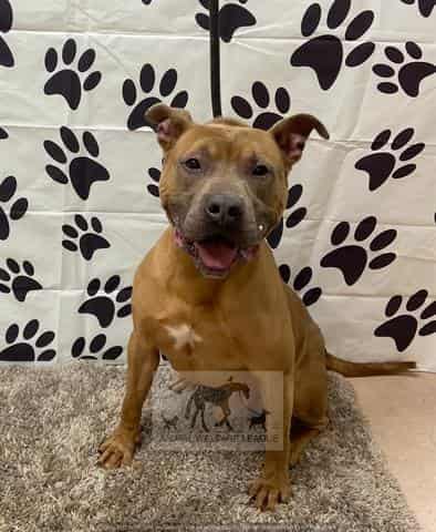 BUDDY, adoptable dog