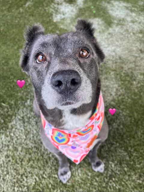 SASSY, adoptable dog