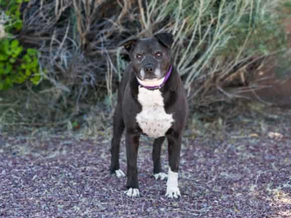 ATHENA, adoptable dog