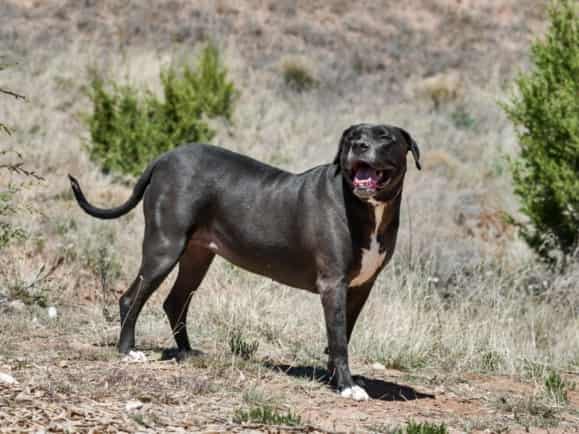 DELILAH, adoptable dog