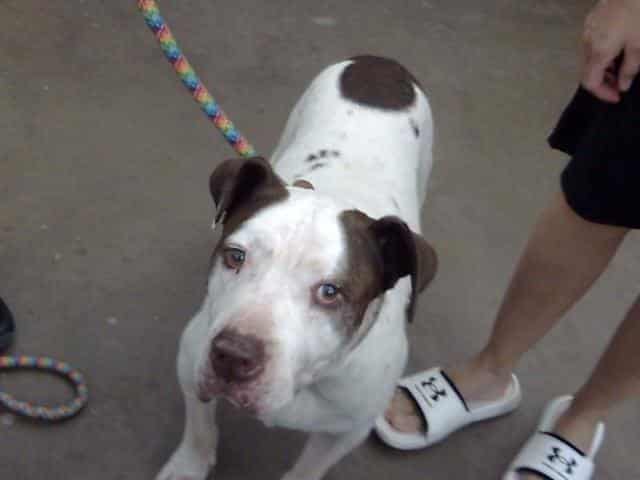 GEORGE, adoptable dog