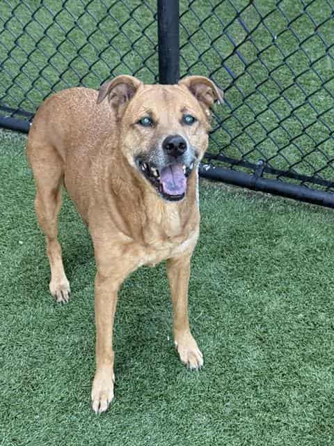 LULU, adoptable dog