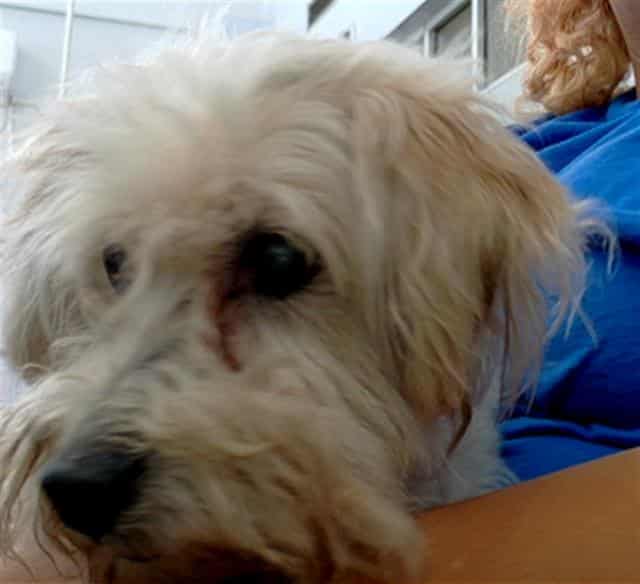 GIZMO, adoptable dog