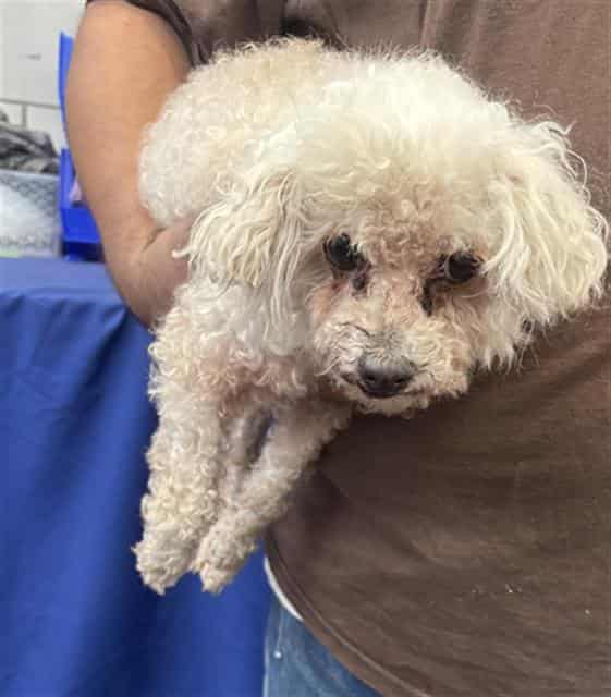 REBEL, adoptable dog