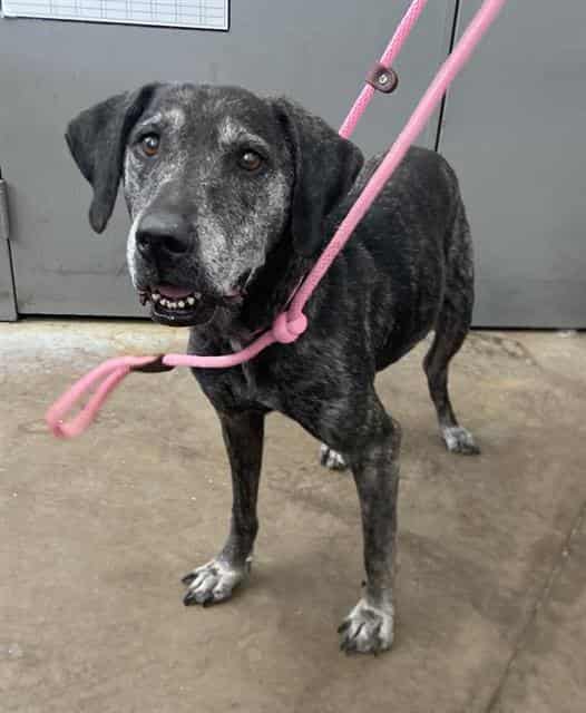TIGERLILY, adoptable dog