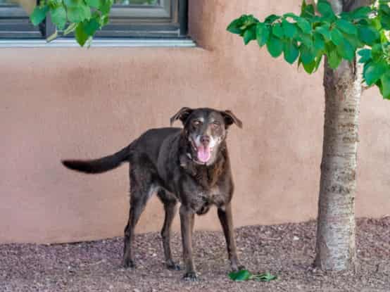 KAHLUA, adoptable dog