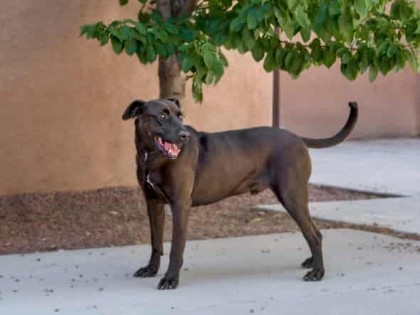 GASTON, adoptable dog