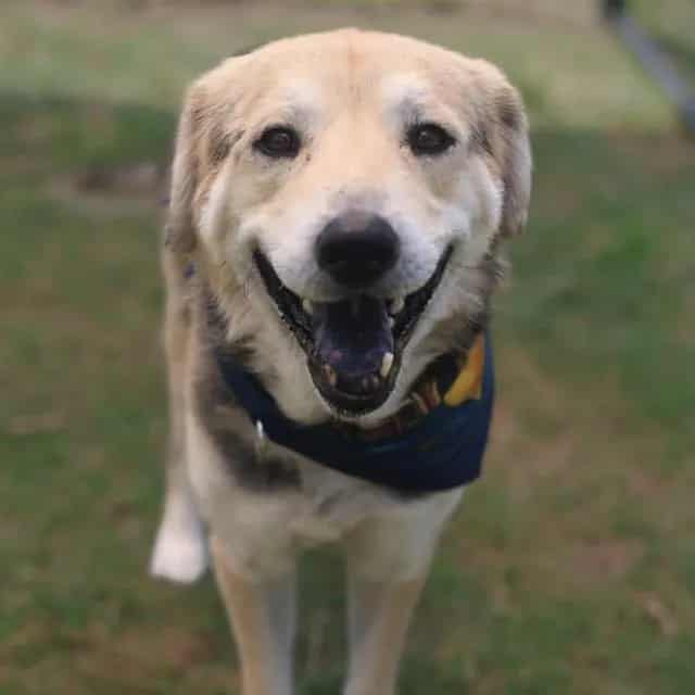 Photo of Bixby, adoptable senior dog in San Antonio, Texas