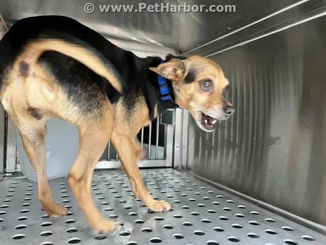 Photo of Lil Bit, adoptable senior Chihuahua - Smooth Coated