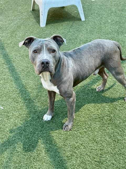 PLAYA, adoptable dog