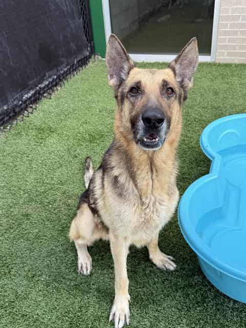 RANDALL, adoptable dog