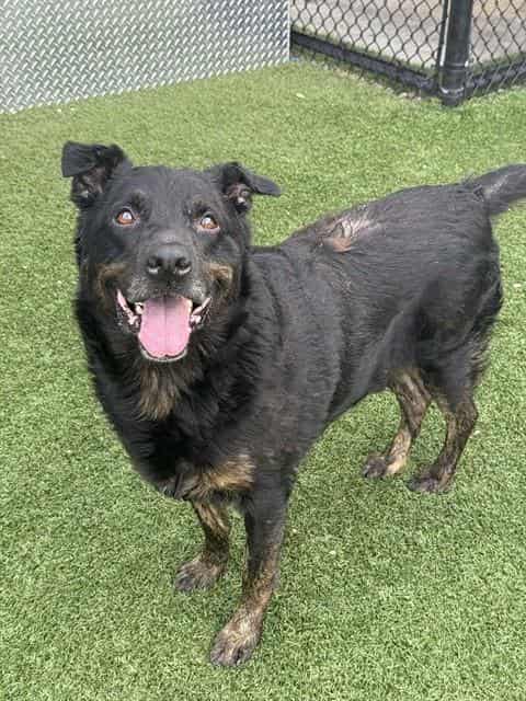 KING, adoptable dog