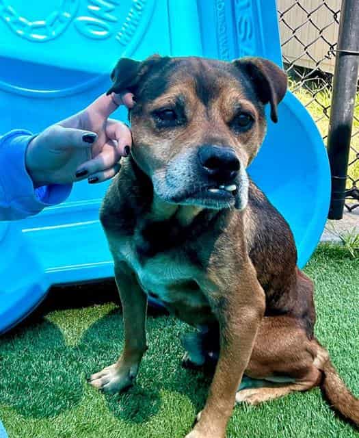 REX, adoptable dog