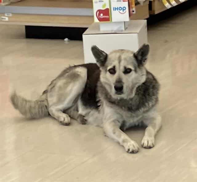 LAYLA, adoptable dog