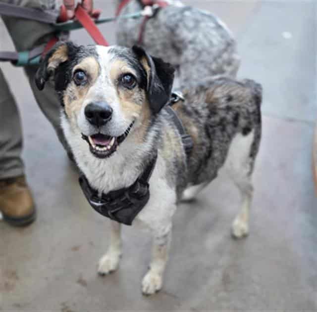 ZEUS, adoptable dog