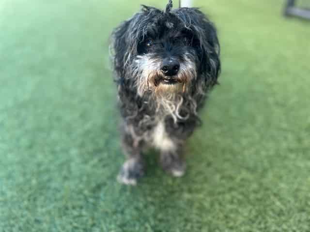 ALANA, adoptable dog