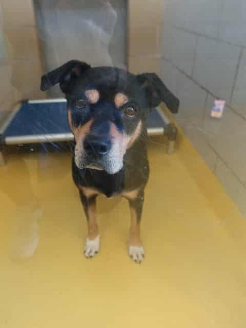 PRECIOUS, adoptable dog
