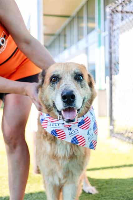 FOXY, adoptable dog
