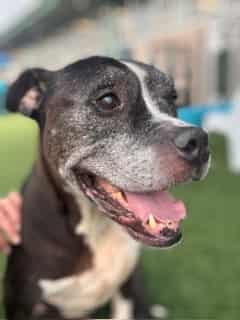 BOOMER, adoptable dog