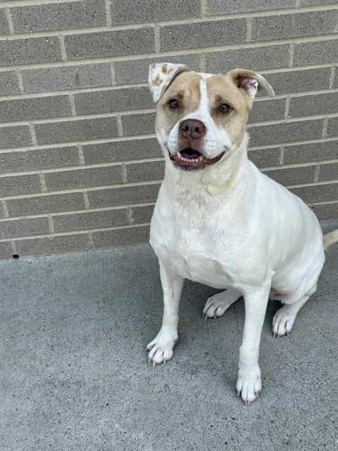 DIAMOND, adoptable dog