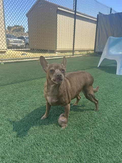 SHORTY, adoptable dog