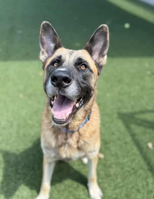 TURBO, adoptable dog
