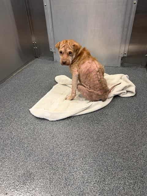 RICE, adoptable dog