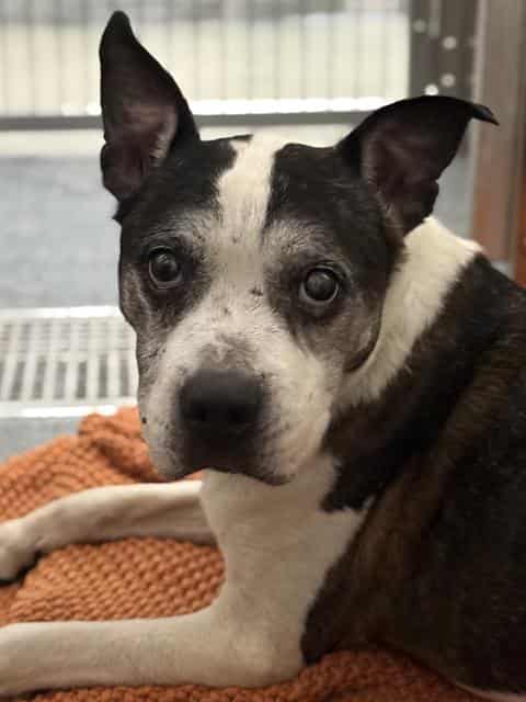 REMY, adoptable dog