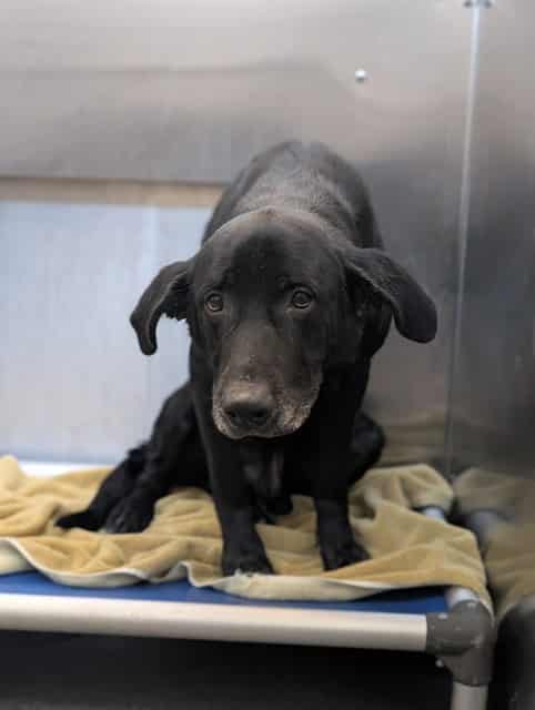 SHADOW, adoptable dog
